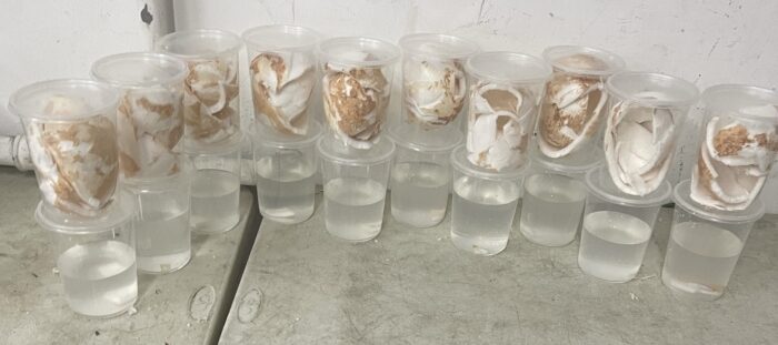 Coconut White (Peeled)
