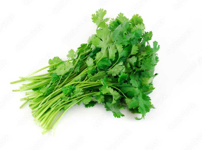 Cilantro