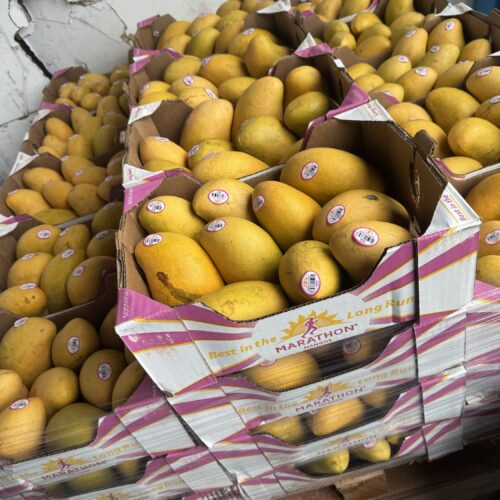 Yellow Mango(from Mexico )($25 Box 12 Count In box) marathon