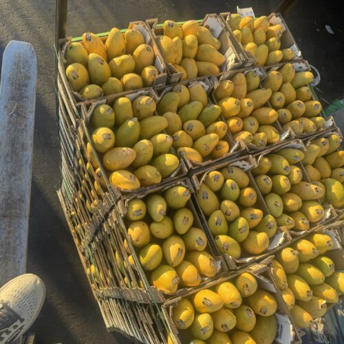 Yellow Mango(from Mexico )($25 Box 12 Count In box) premium