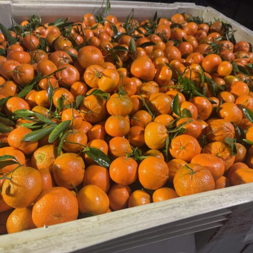 Tangerines (Sweet Murcott)($5 For 3.33 Lbs)