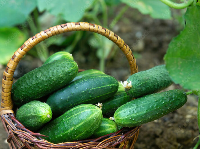 Cucumber Regular ($5 Bag 3.33 Lb In Bag)