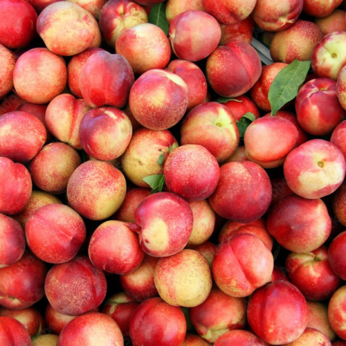White Nectarines from Peru ($10 Bag 2.25 lbs - 2.50Lbs  In Bag)