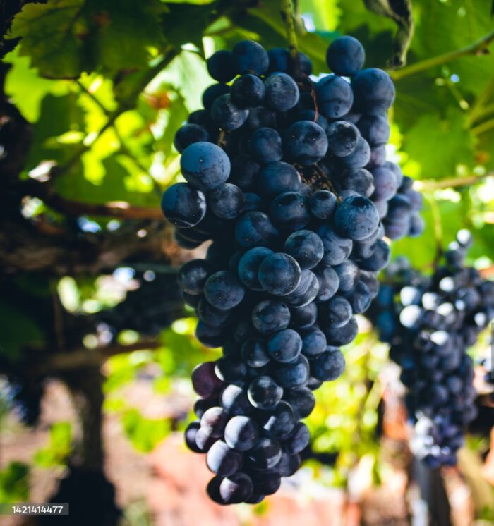 Grapes Black (2.65 lbs  For $8)