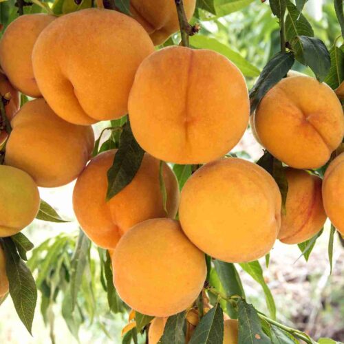 Peach (golden queen) ($5 Bag 2lbs In Bag)