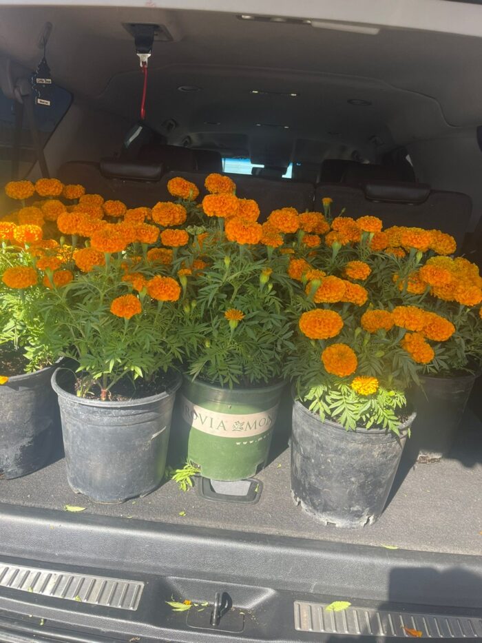 Marigold Pots ($12 Per Pot)