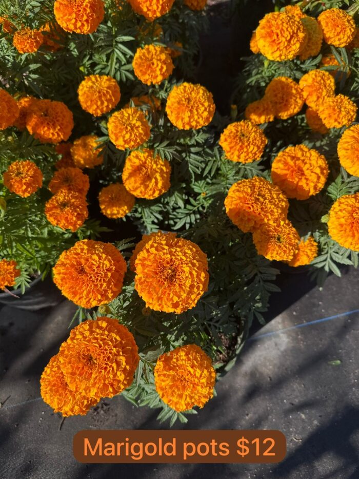 Marigold Pots ($12 Per Pot) - Image 2