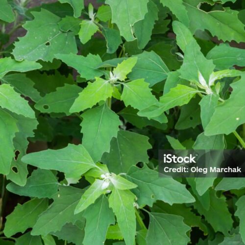Bathua Leaf ($3 Bunch)