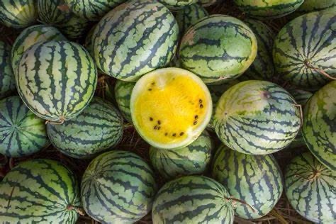 yellow watermelon(medium size )($6 each)