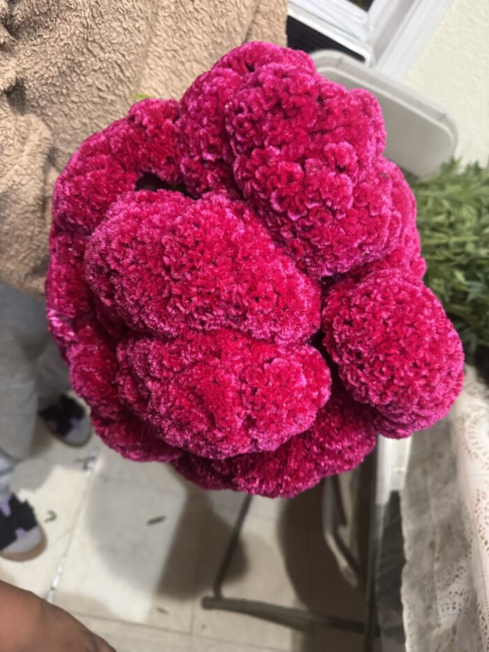 velvet flower $15 bunch