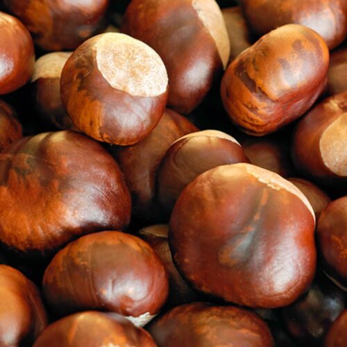 Chestnut $3.50 per pound