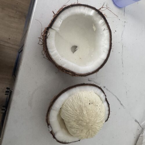 Brown coconut with apple