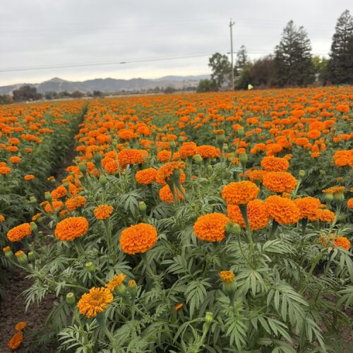 Marigold flower (2 bunch x $15)