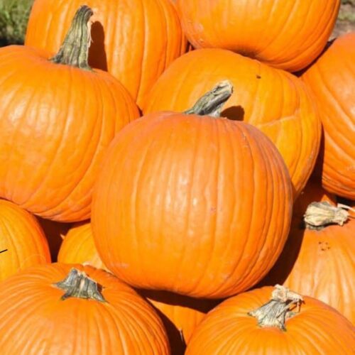 Pumpkin ($8 each)
